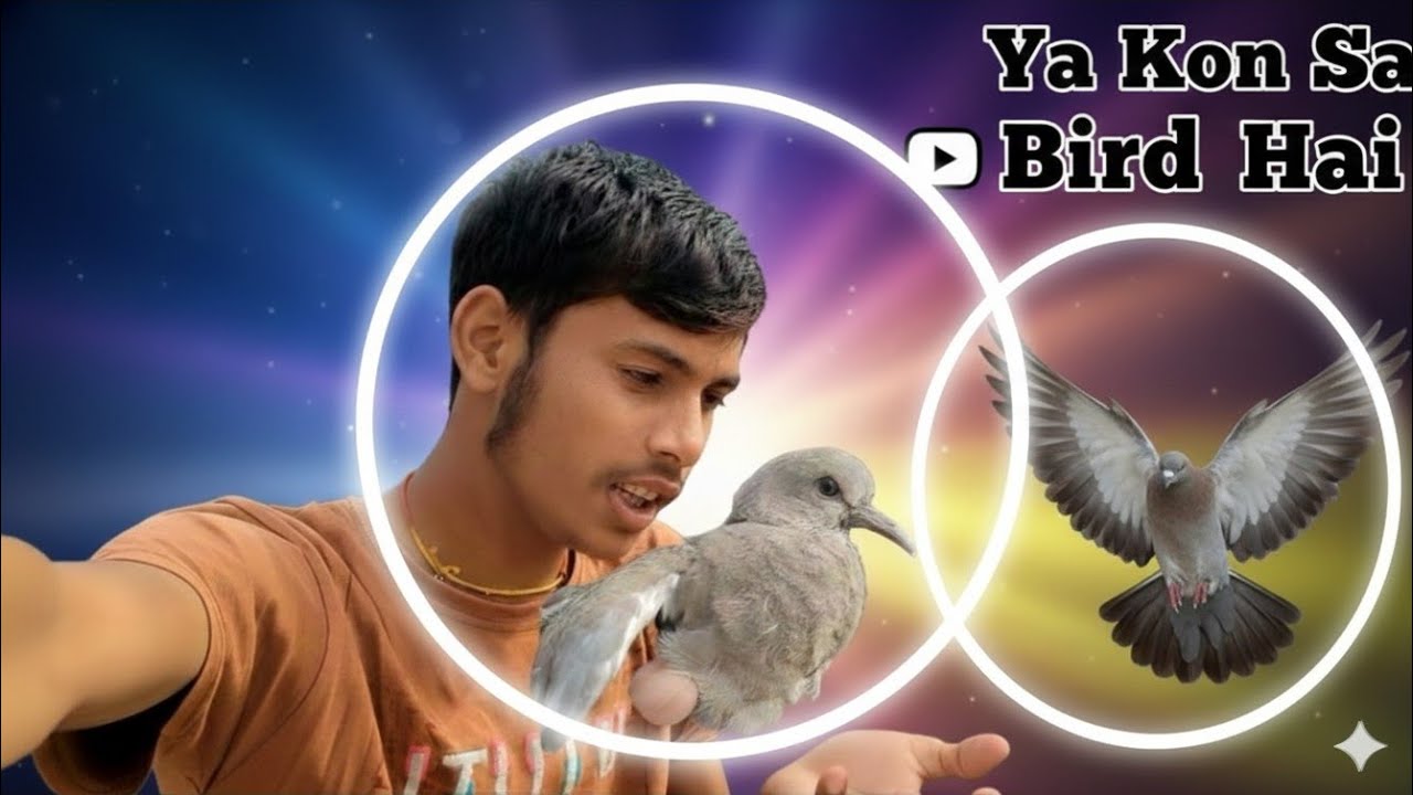 Ye Kon  Sa Bird Hai?🕊️😍