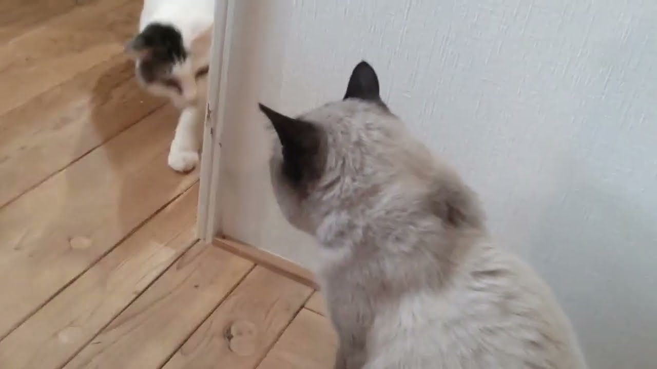 距離感！？保護猫VS預かり猫