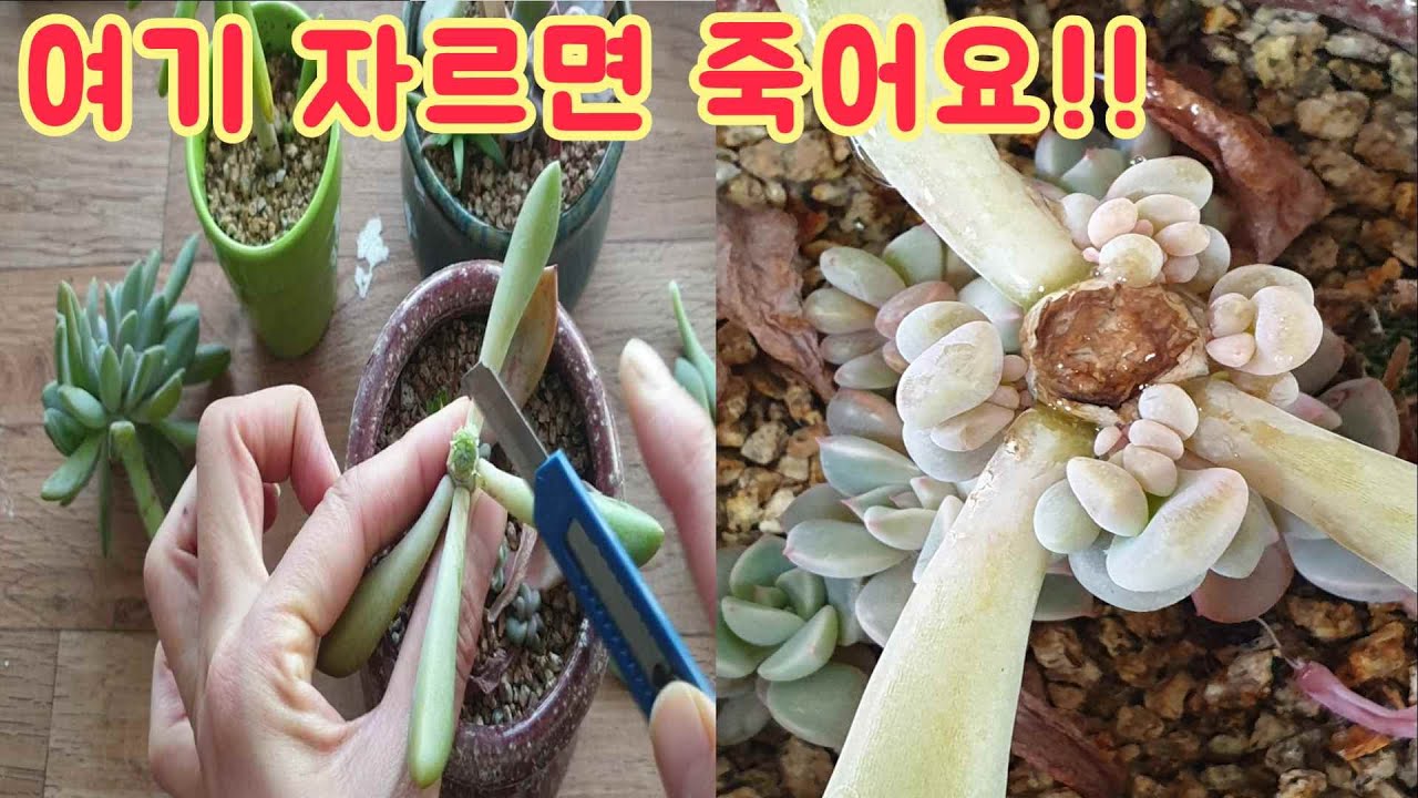 다육이 자구 많이 늘이는법!! 적심잘하는 방법,
