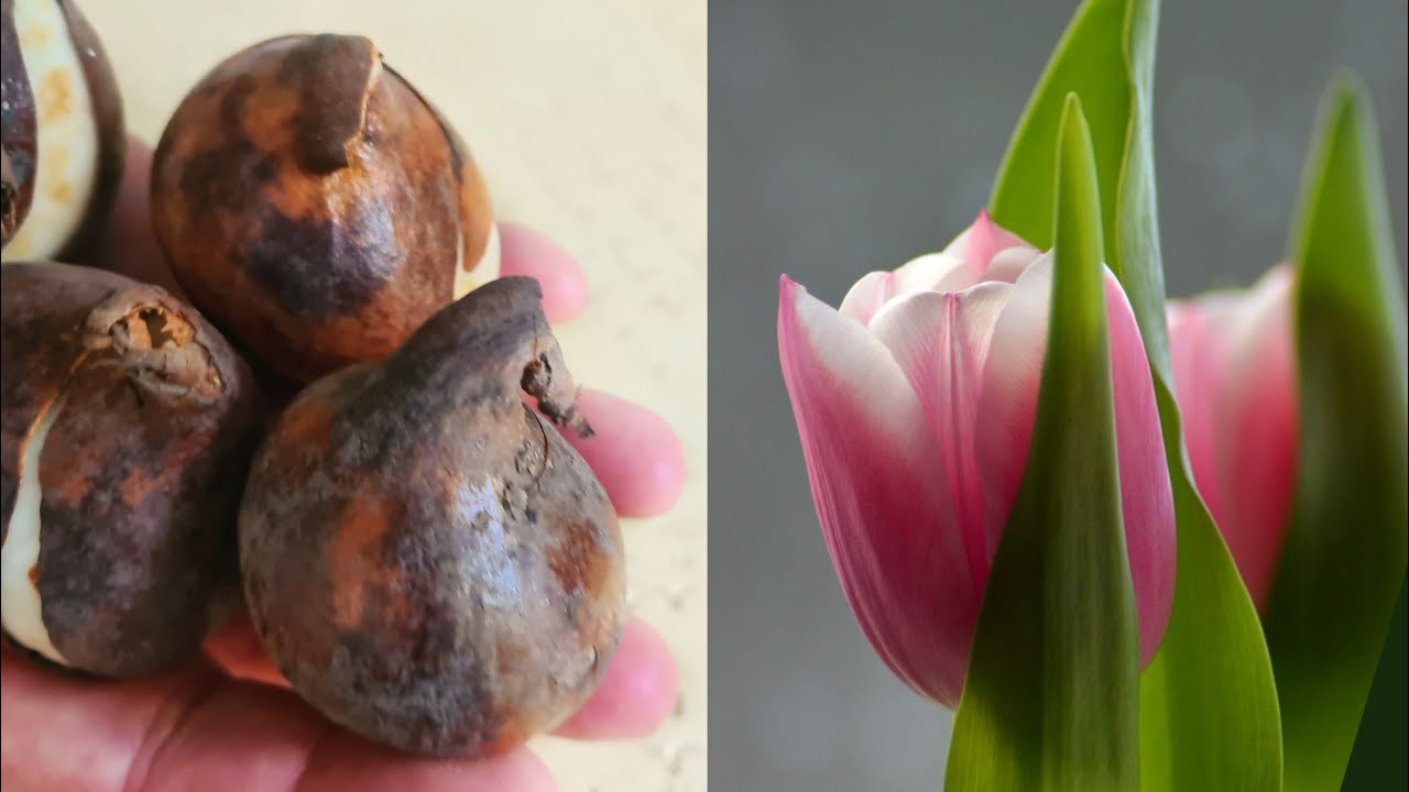 Tulbisibulate istutamine. How and when to plant tulip bulbs in the fall.