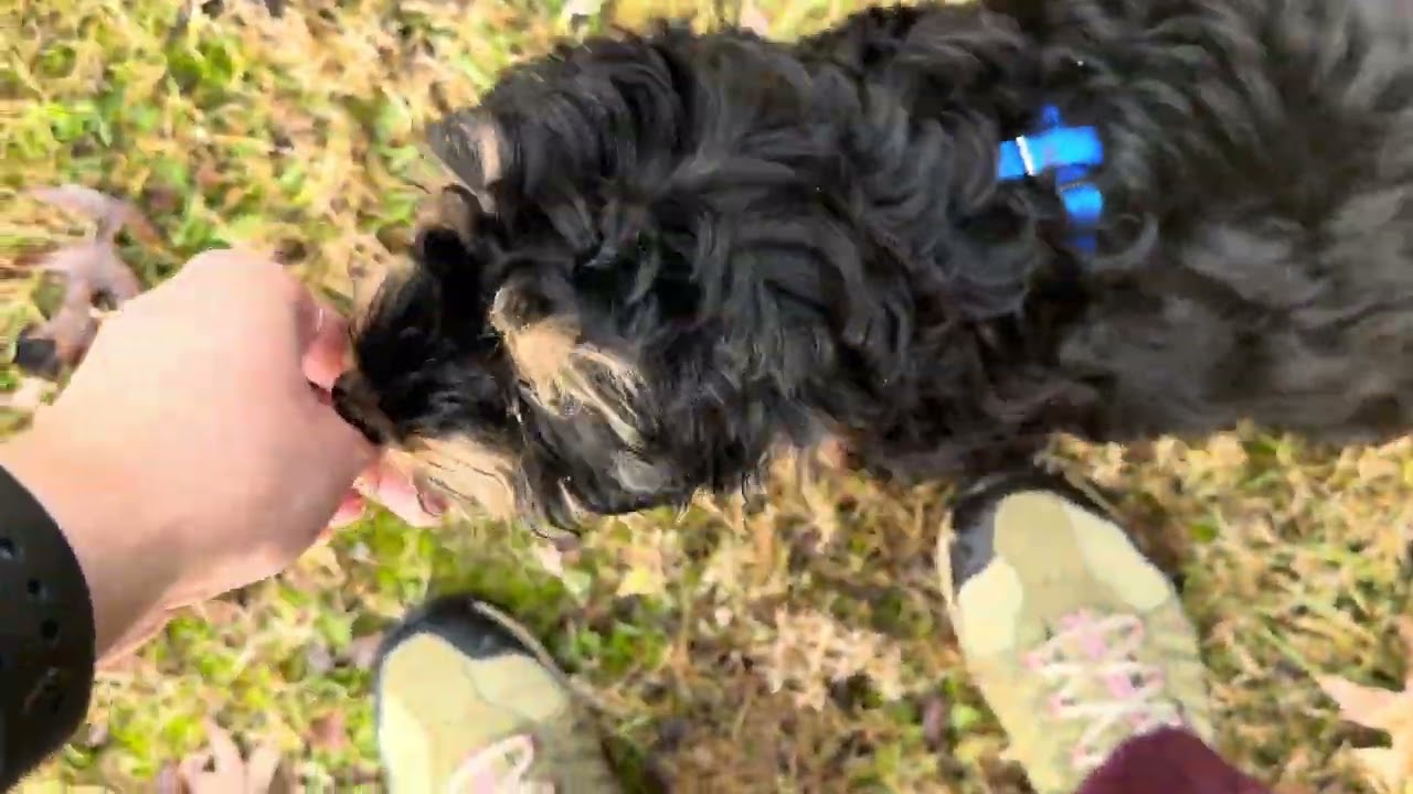 Paddy Outdoor Session with Harness 