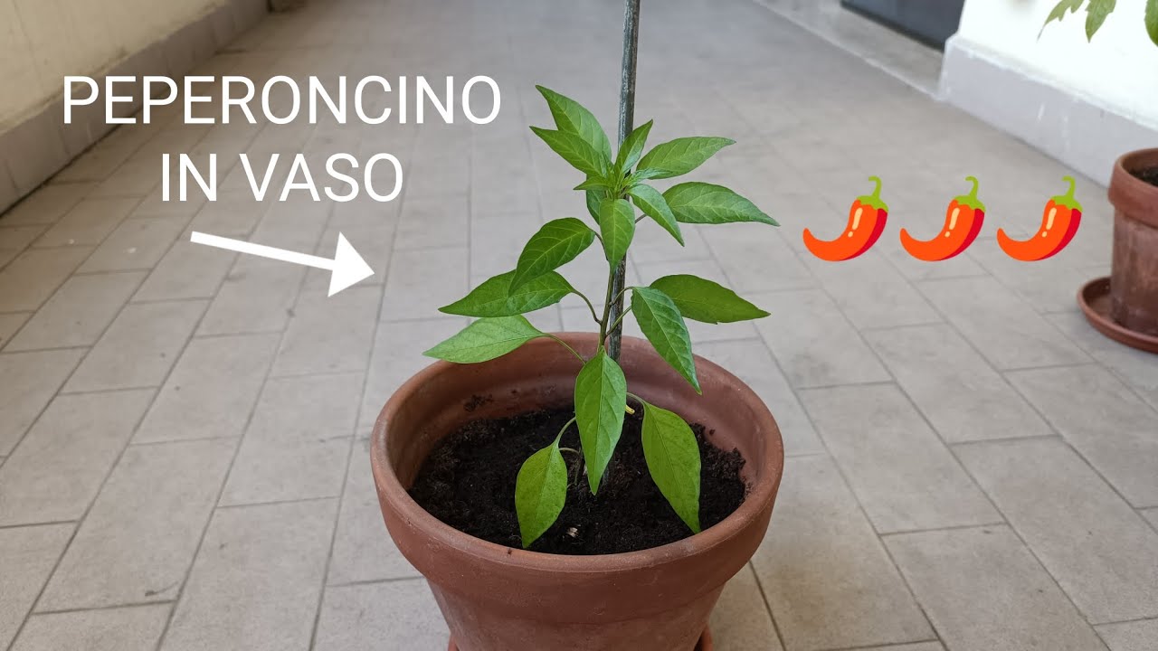 Coltivare il PEPERONCINO in VASO! Travaso e consigli su come coltivarlo sul balcone