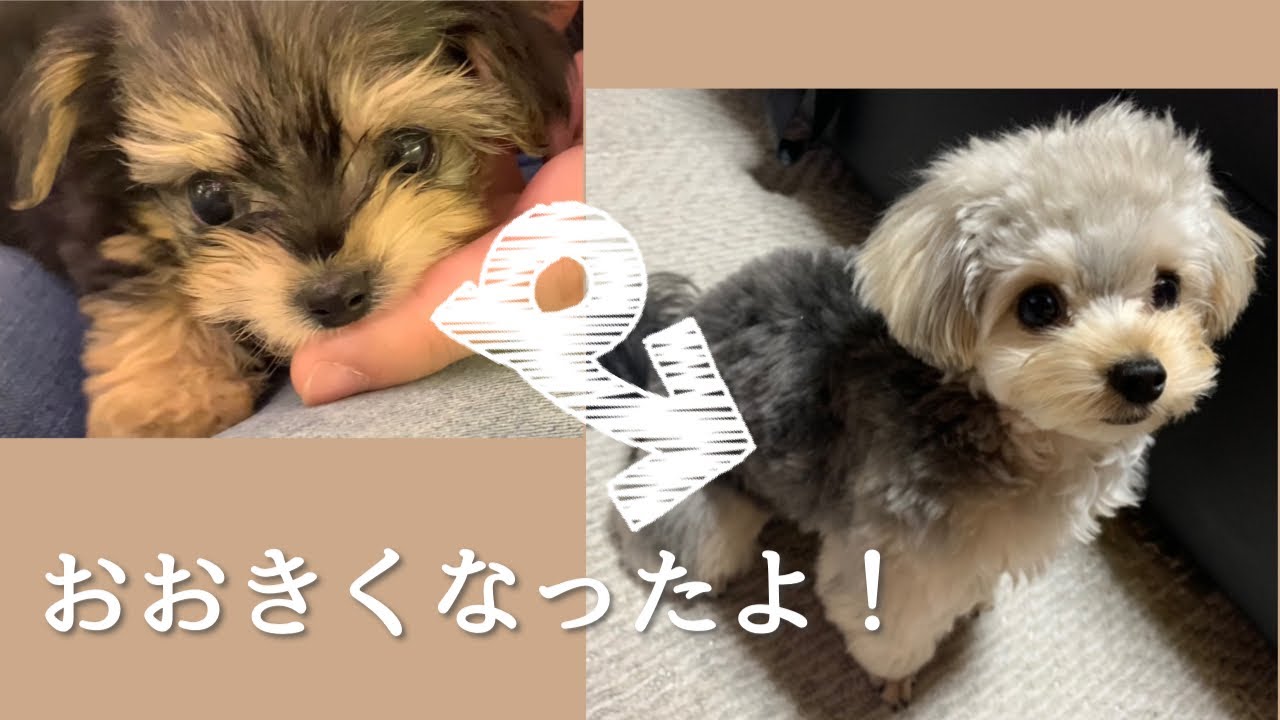 超小型犬ヨープーの子犬が1歳になるまで