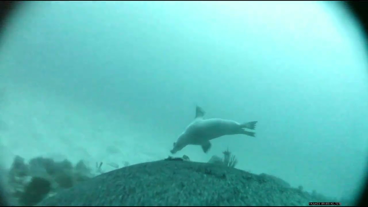 Sealion mounted camera shows predation, mother teaching pup!