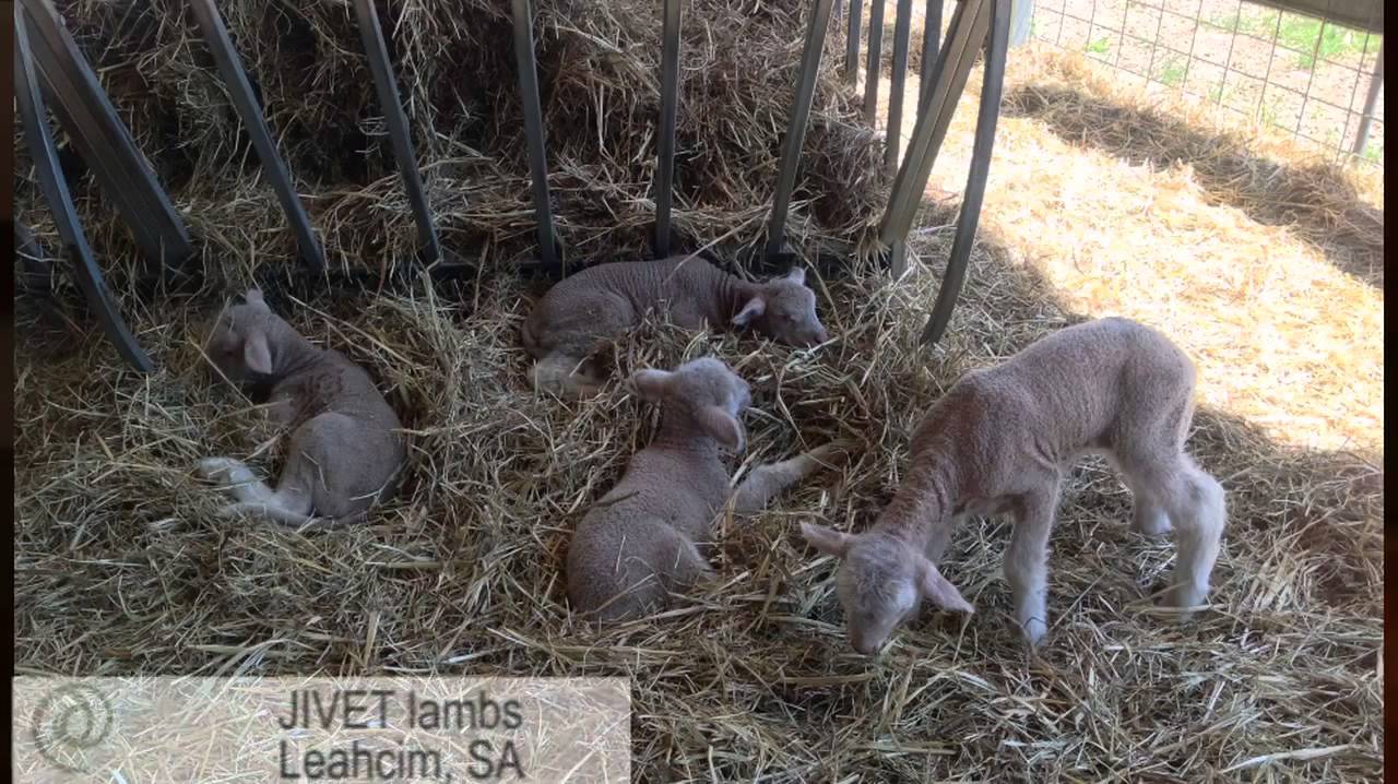 JIVET & DNA supercharge sheep breeding at Leahcim
