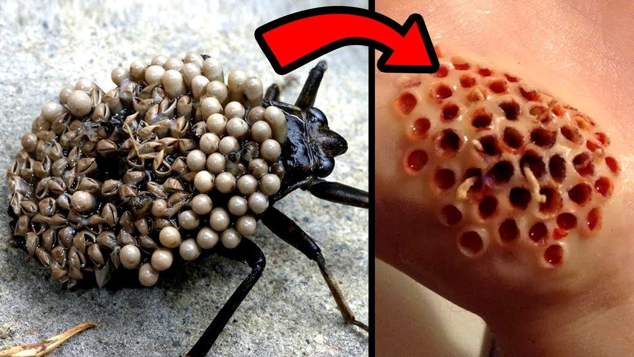 When Animals Are Too Dangerous to Touch