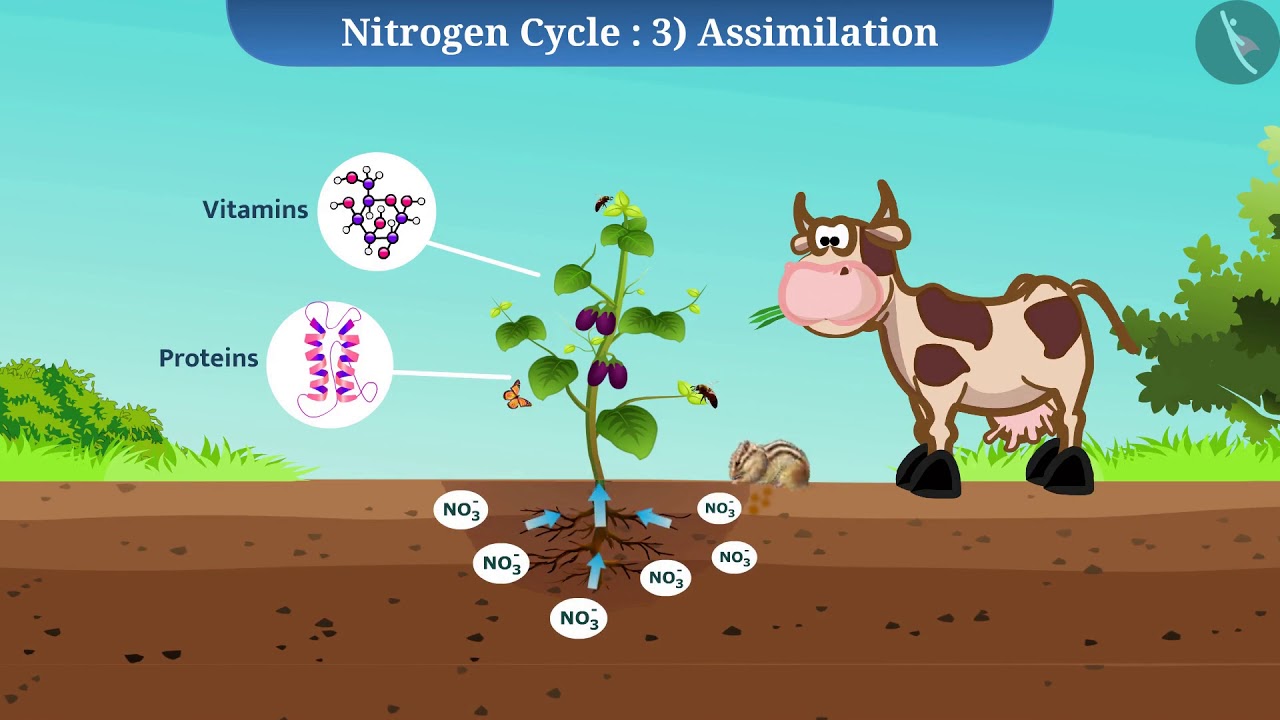 Nitrogen Cycle | Part 1/1 | English | Class 9