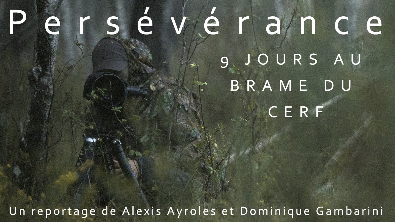 9 Jours au brame du Cerf - Persévérance