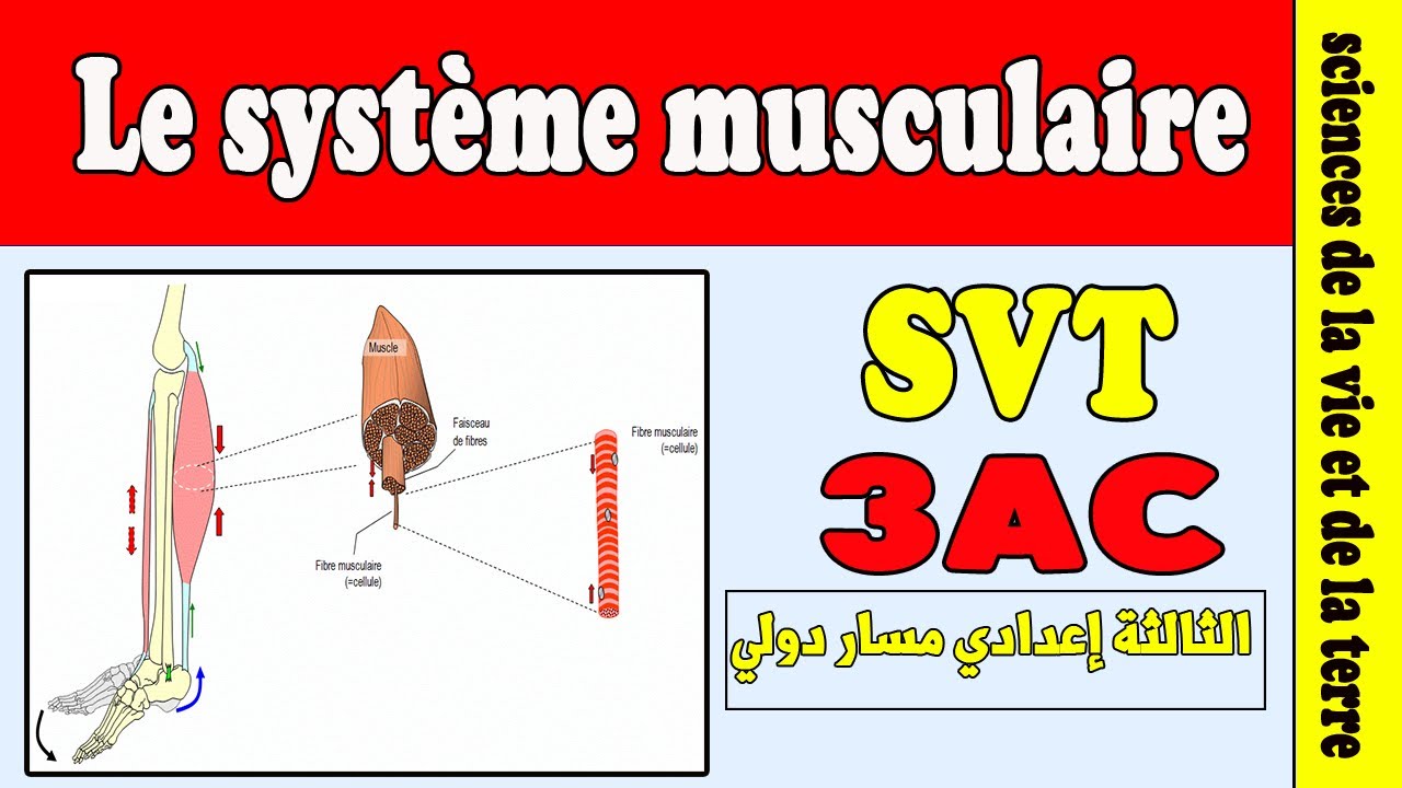le système musculaire 3 année collège | cours SVT 3 année collège