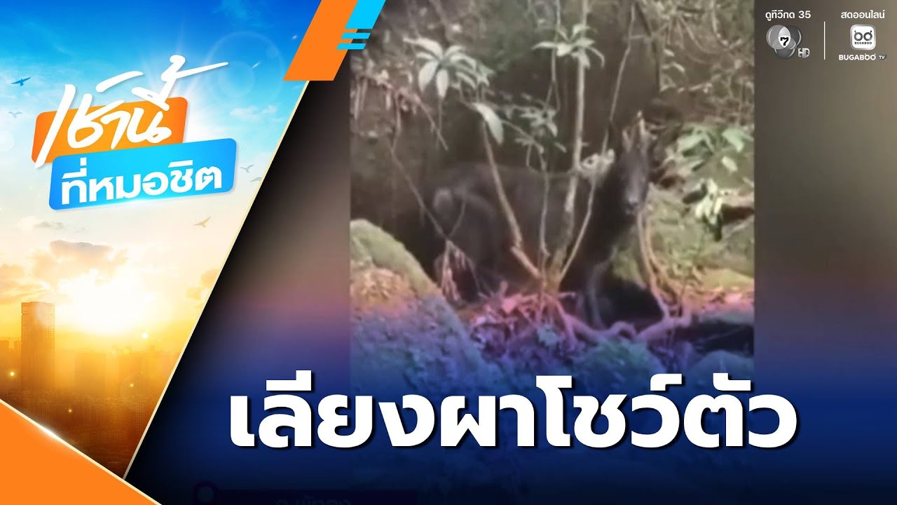 ฮือฮา ! เจอ เลียงผา บนเขาบรรทัด  | เช้านี้ที่หมอชิต