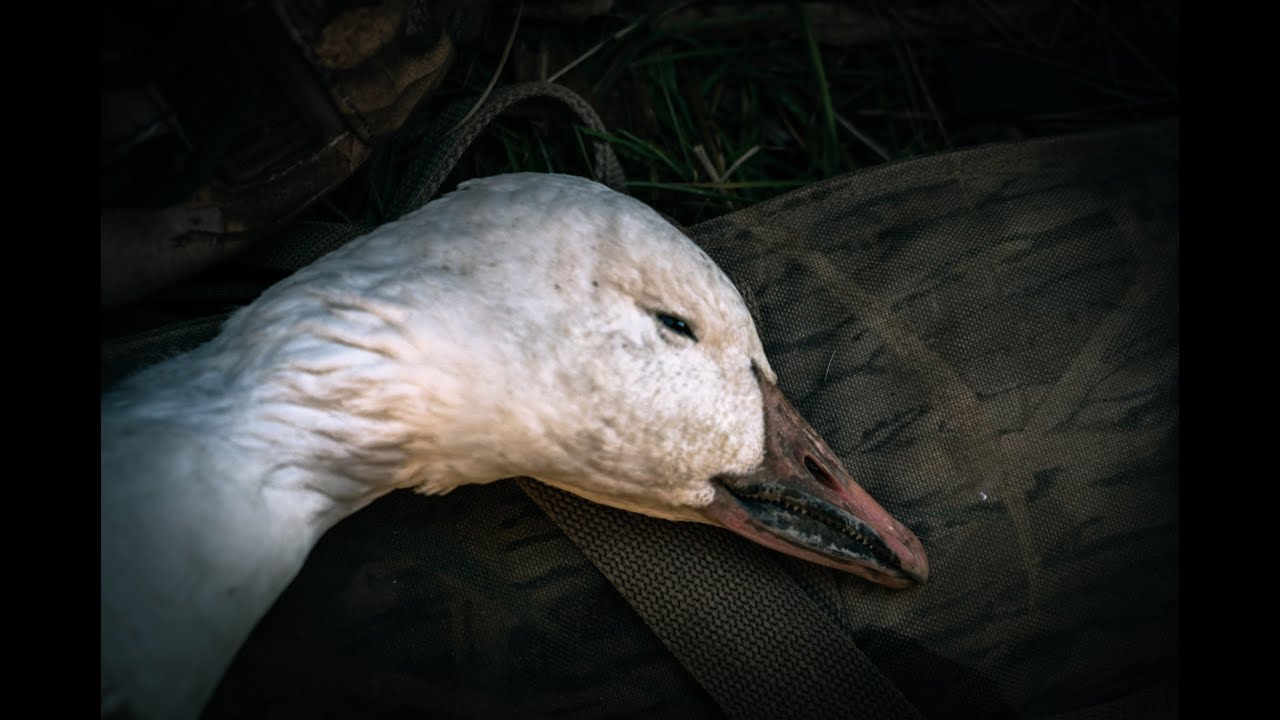 Snow Goose Hunting Upstate NY 2021