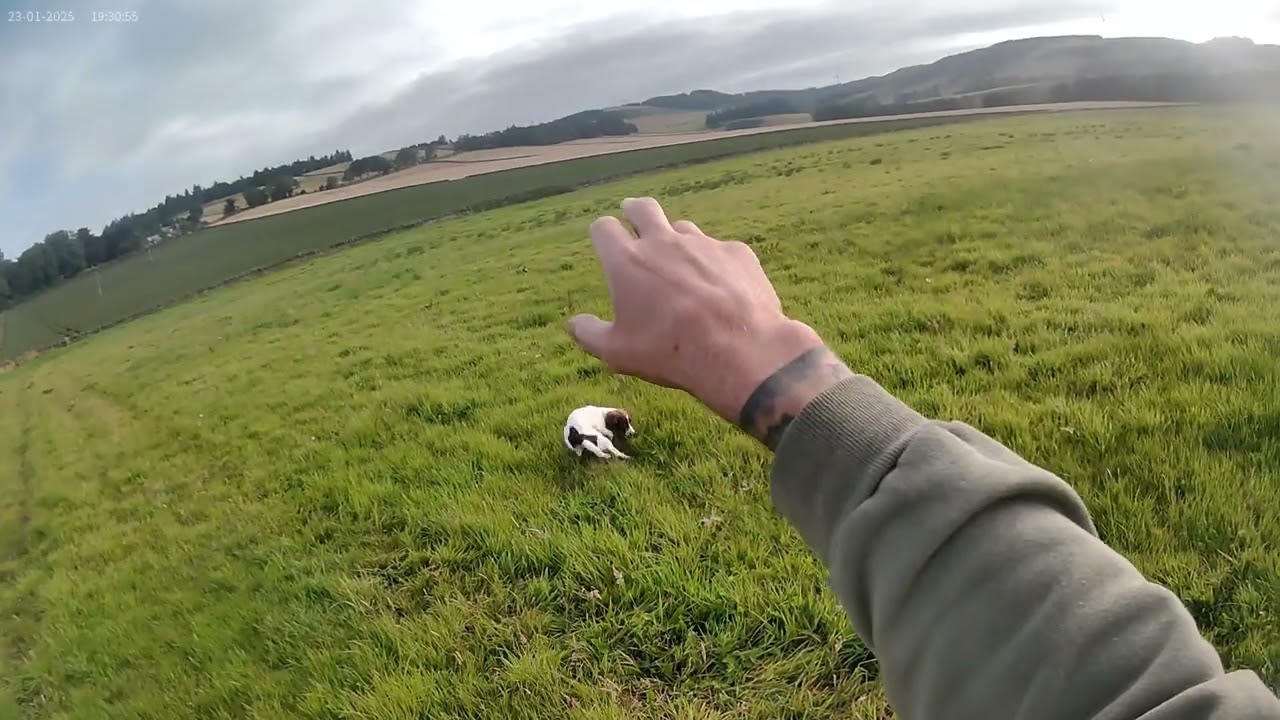 Gundog training steadying pup up with stop whistle training
