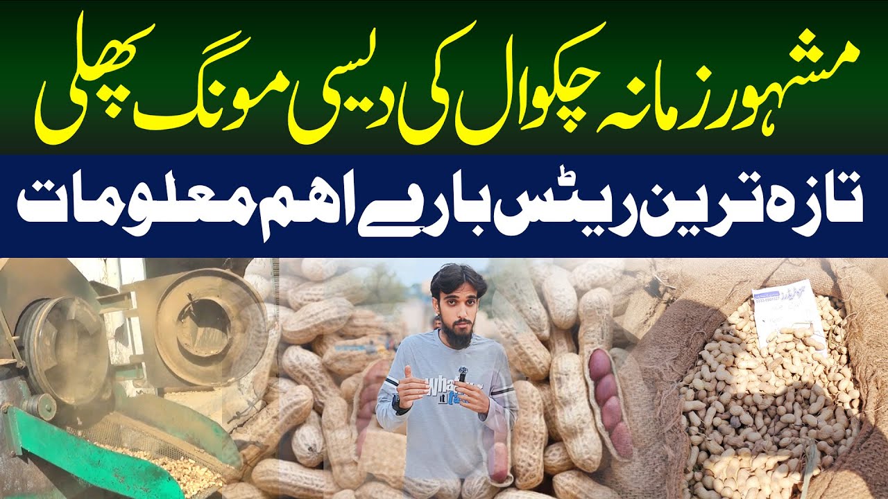 Chakwal Ki Mongphali Ka Fresh Rate | Peanut Rate In Chakwal | Mongphali Price In Pakistan | 2024
