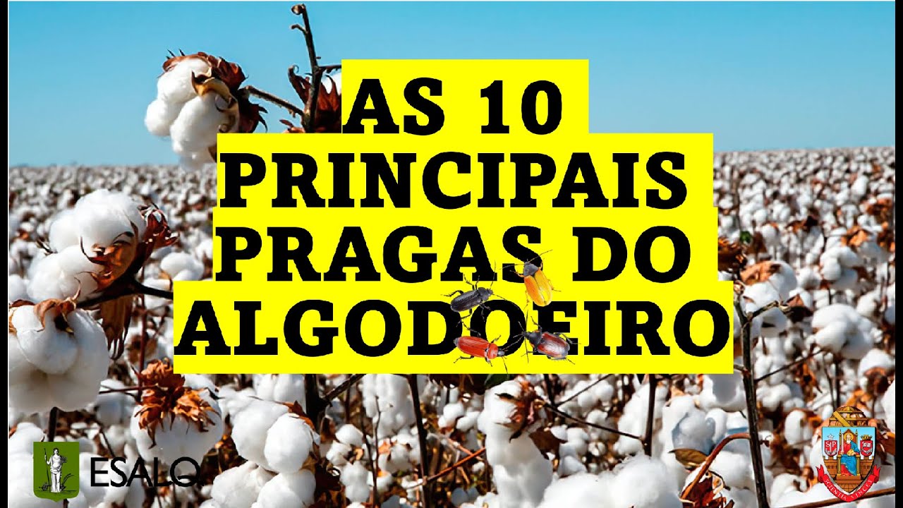 As 10 PRINCIPAIS PRAGAS no ALGODOEIRO