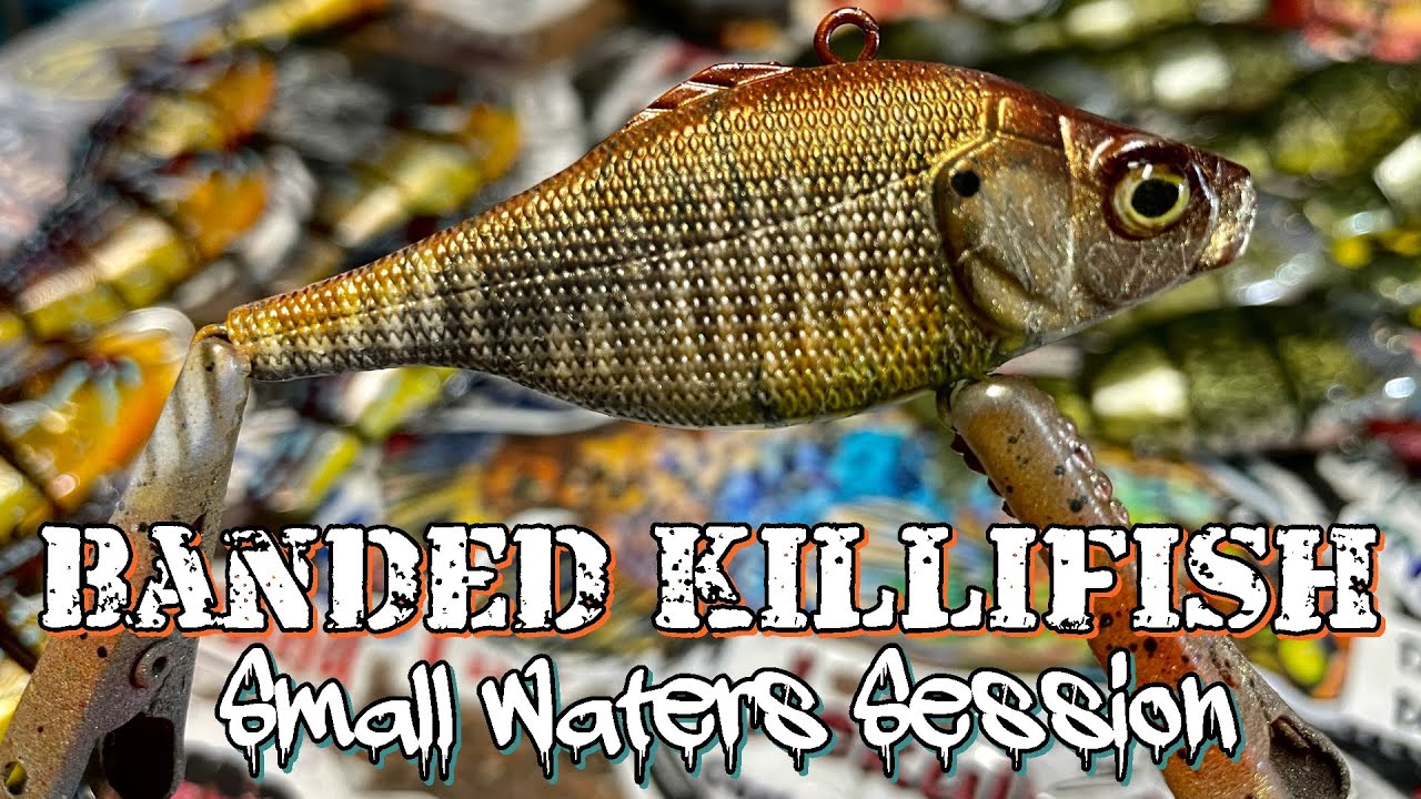 SMALL WATERS SESSION:The Banded Killifish