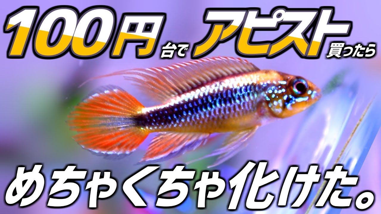 まさかの100円台で買った謎アピストが綺麗すぎる！#160【アクアリウム】