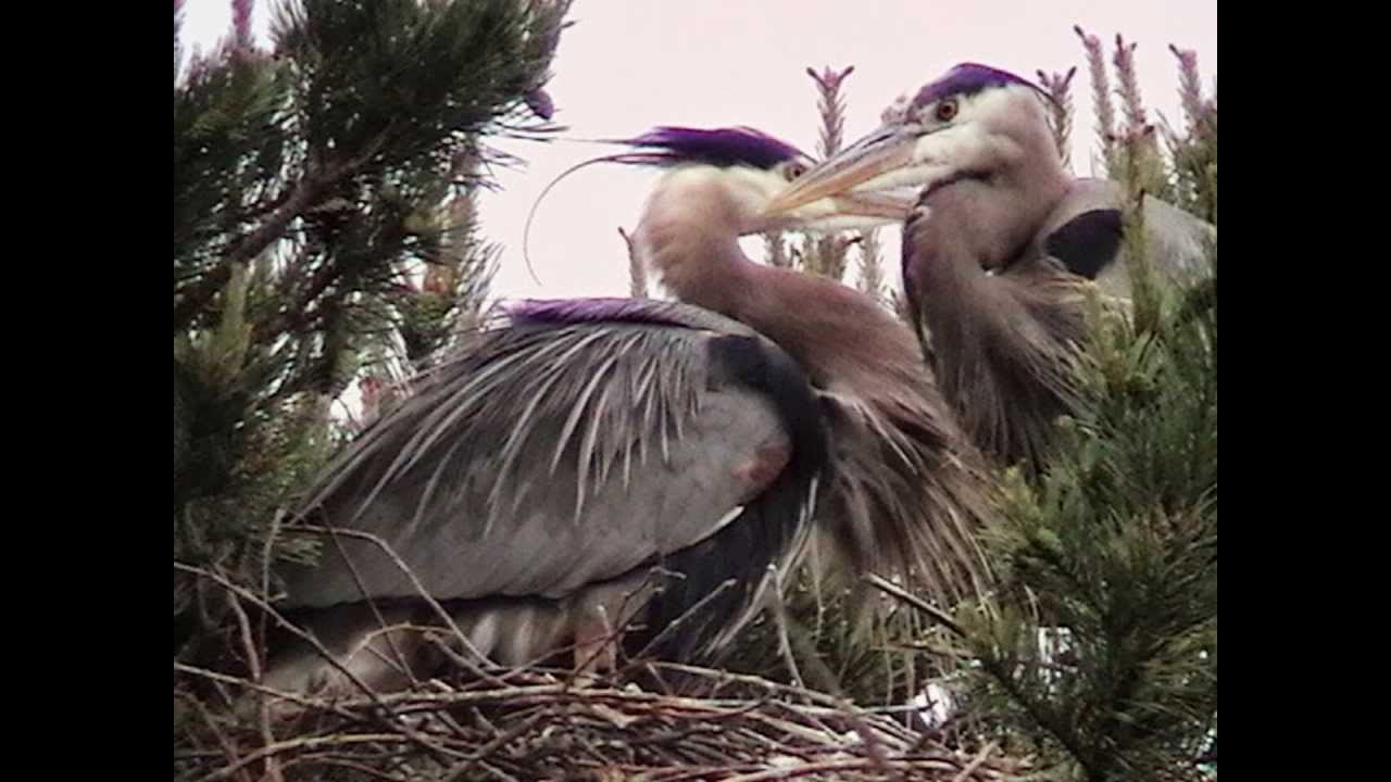 my wild bird photos