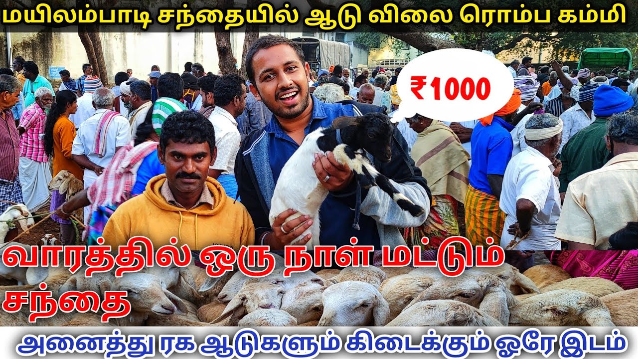 மயிலம்பாடி ஆட்டுச் சந்தை முழு விபரம்|அனைத்து ரக ஆடுகள் கிடைக்கும் ஒரே இடம்|கம்மி விலை ஆடுகள்|Payasam