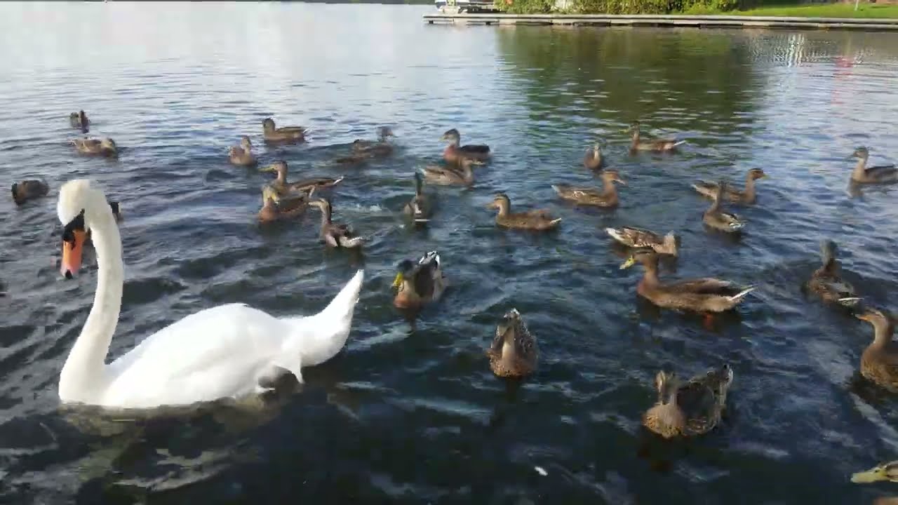 ♥️🇮🇪 so many ducks🦆so little BREAD🍞 KINNEGO MARINA OXFORD IRELAND.🐝bee a subscriber🐝LIKE👍#nature💓Zen