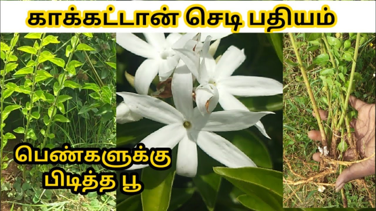 காக்கட்டான் பூ செடி பதியம் / kakkattan poo pathiyam