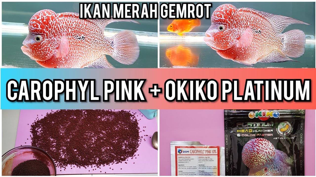 CAROPHYL PINK + OKIKO PLATINUM