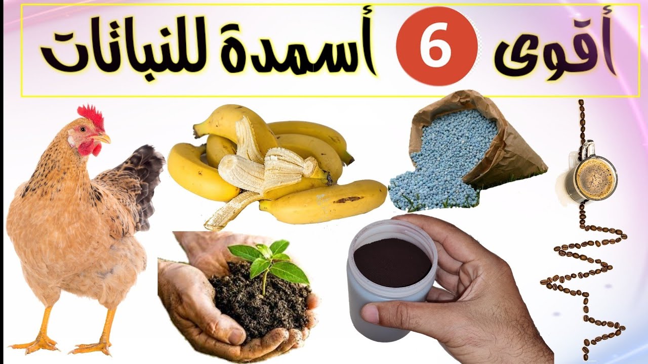 أقوى ستة أسمدة عضوية و كيماوية لنباتات قوية، سليمة و مزهرة، داخلية و خارجية.