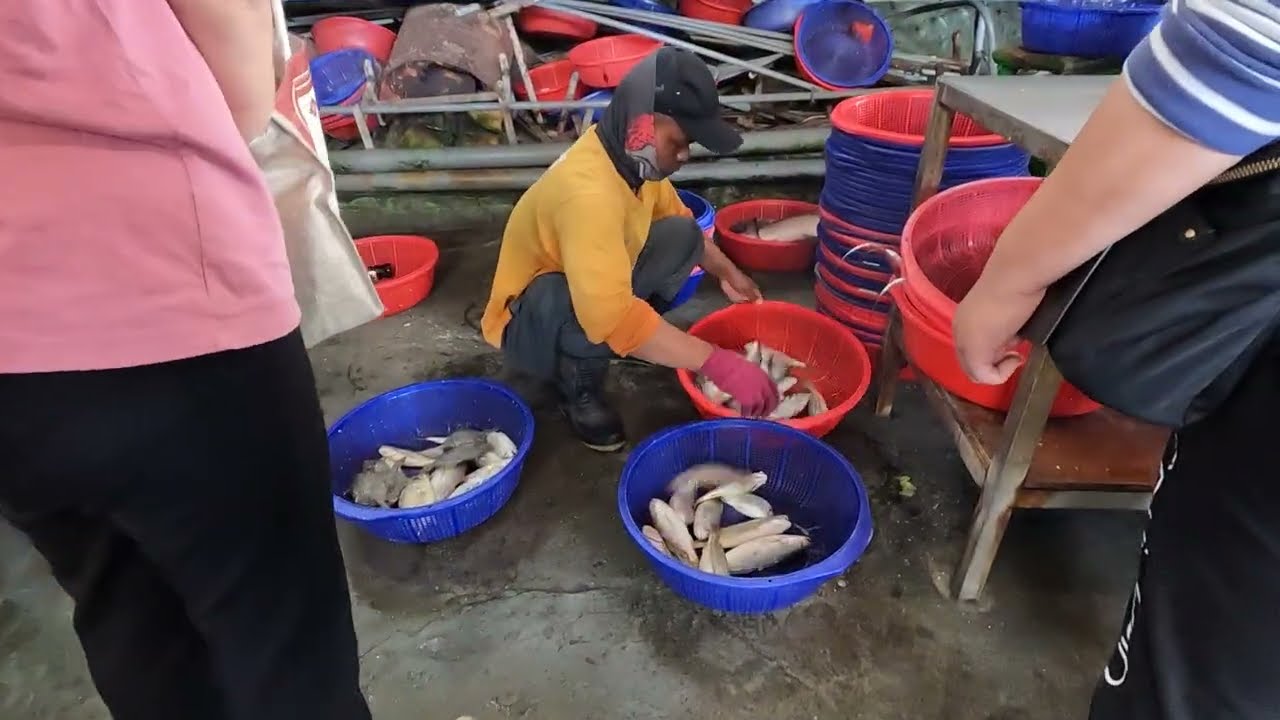 VISUAL SHOCK! Absolute Madness! Witness the Wild Style Seafood Rush as Fresh Catch Lands! 明發定置漁場 fis