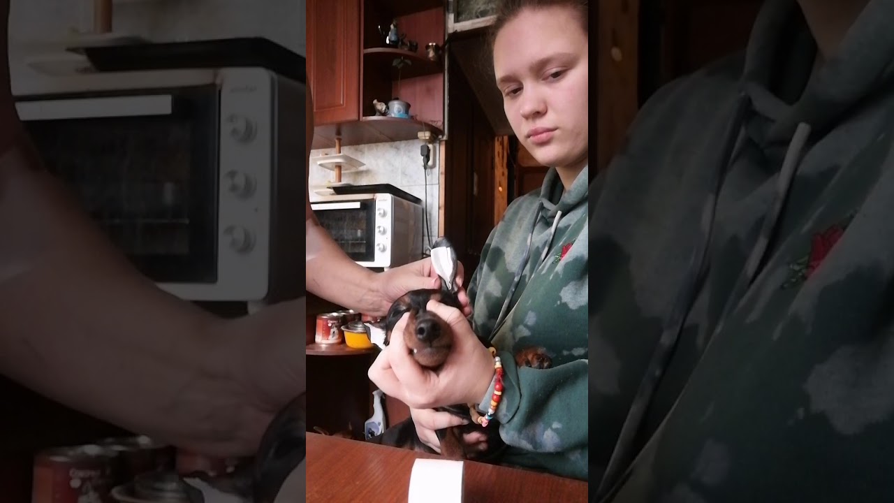 Как ставить уши  цвергпинчера.