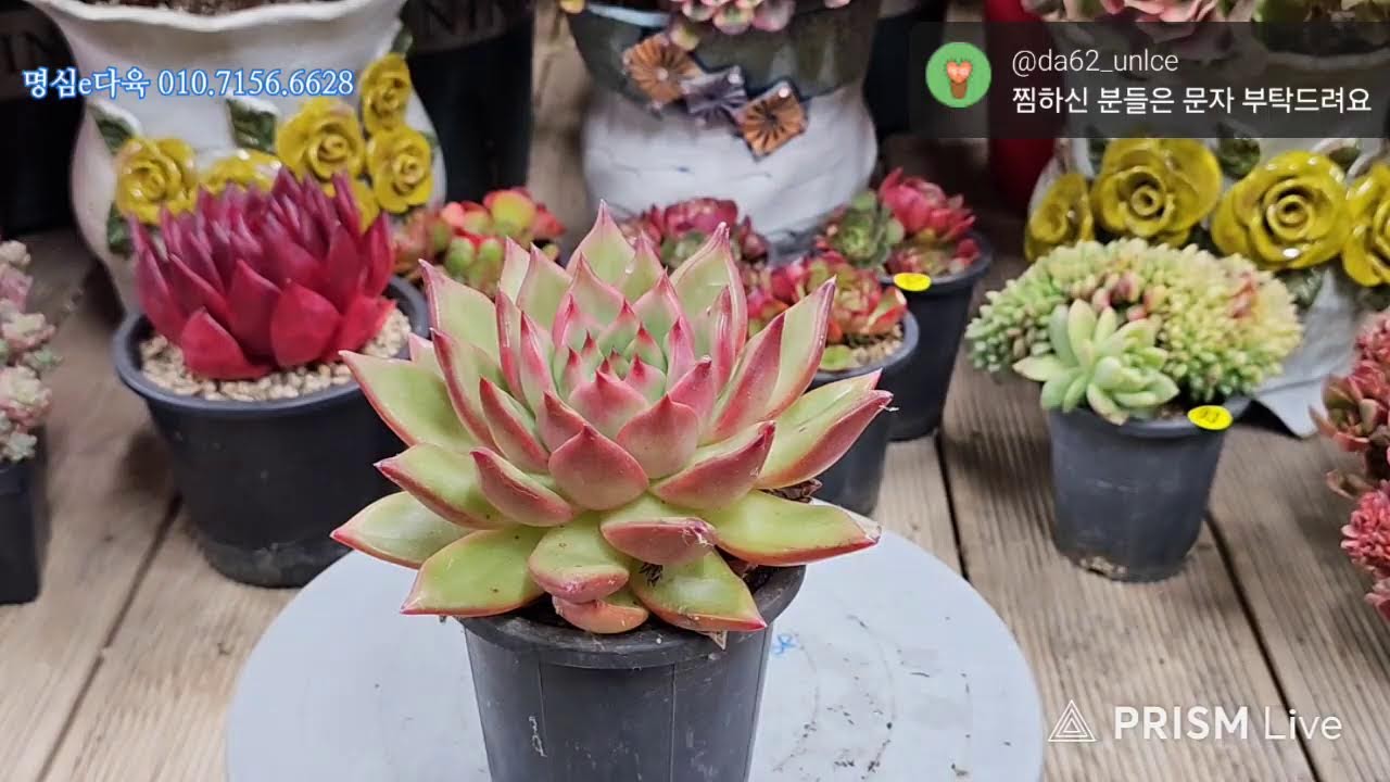 명심e다육 라이브 방송 2.13.금 #명심e다육 #다육이라이브 #에오니옴 #다육이 # 김포장기동