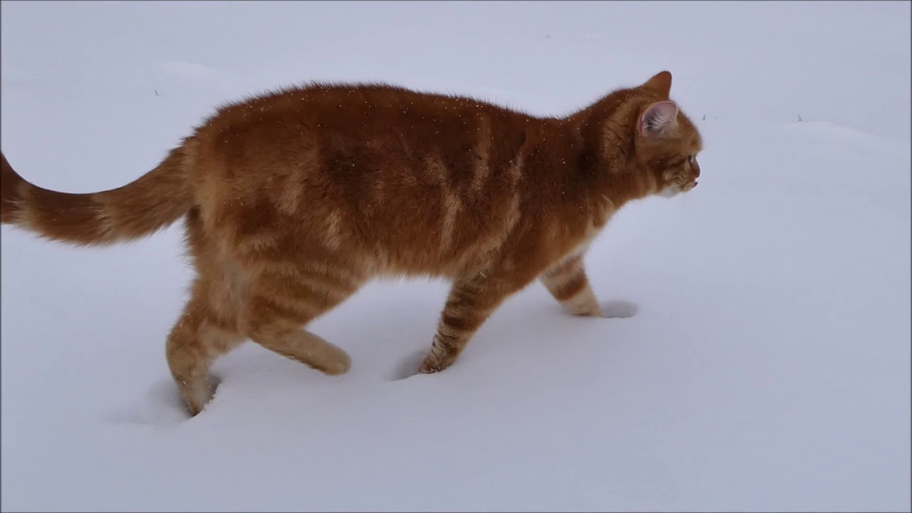 Příběh z 