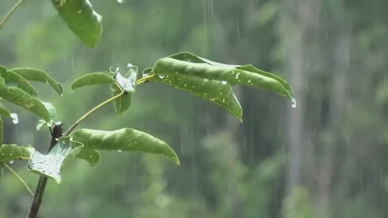 Som de Chuva para Dormir e Relaxar  10 HORAS de Chuva nos galhos das árvores para Dormir