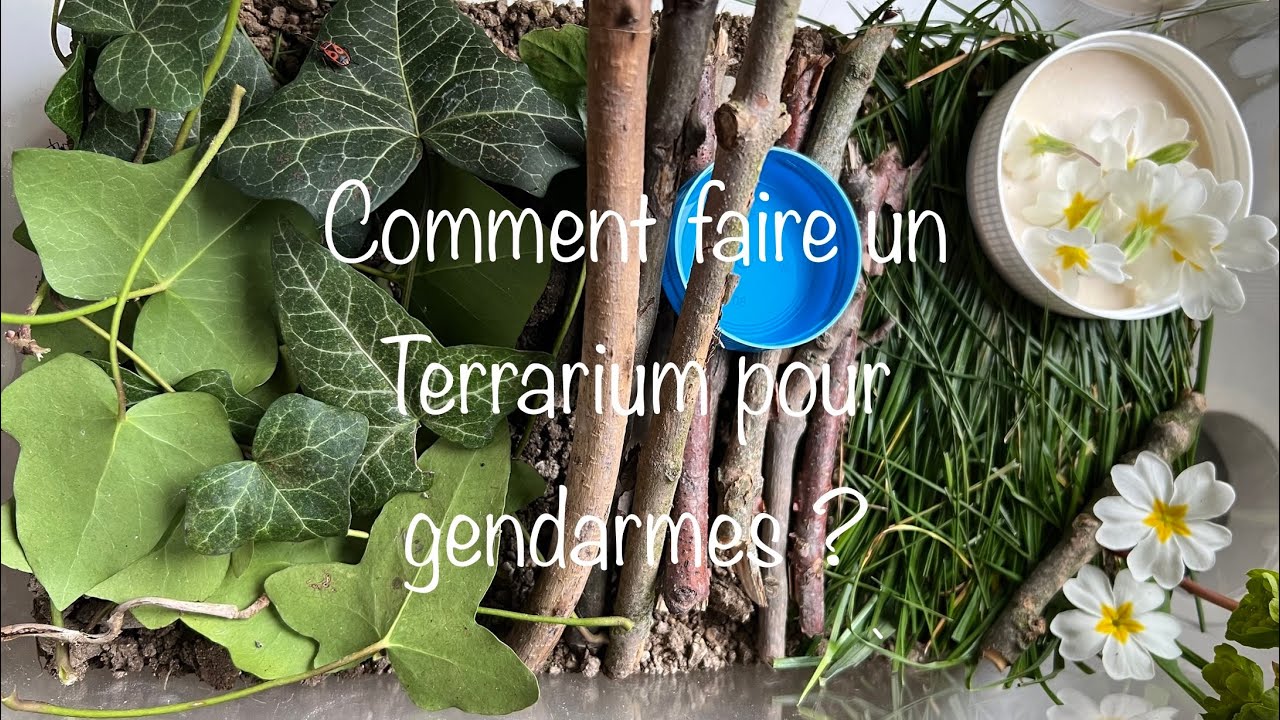 Comment faire un terrarium pour gendarmes (insectes punaises) ?