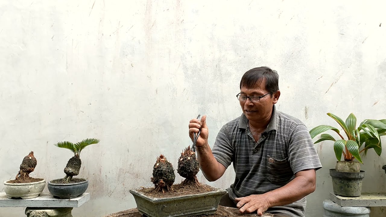 Membuat Bonsai Palem Sikas Sederhna