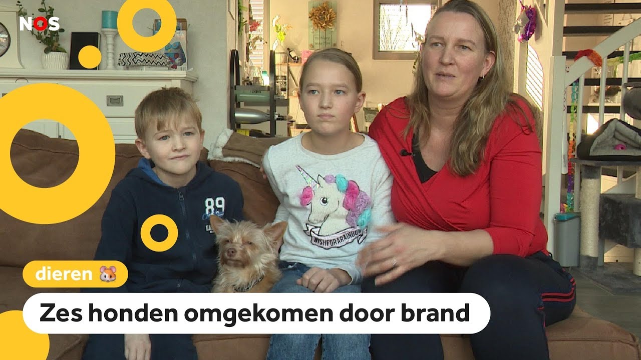 Noa verliest hond door brand bij hondenuitlaat-service