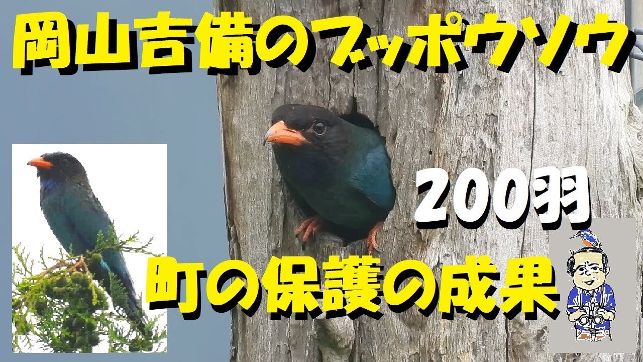 ブッポウソウ、見たぞ！！宝石だ！岡山、吉備中央町での野鳥観察、ウッチー探検発見ほっとけん、内山裕之