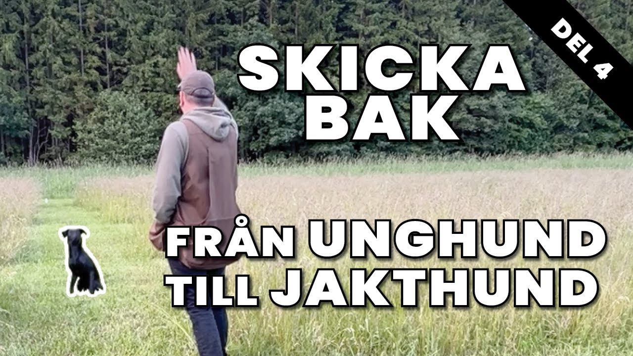 UT! Dirigeringsträning, skicka hunden bakåt. En Jaktlabbes resa till färdig Apportör -Del 4