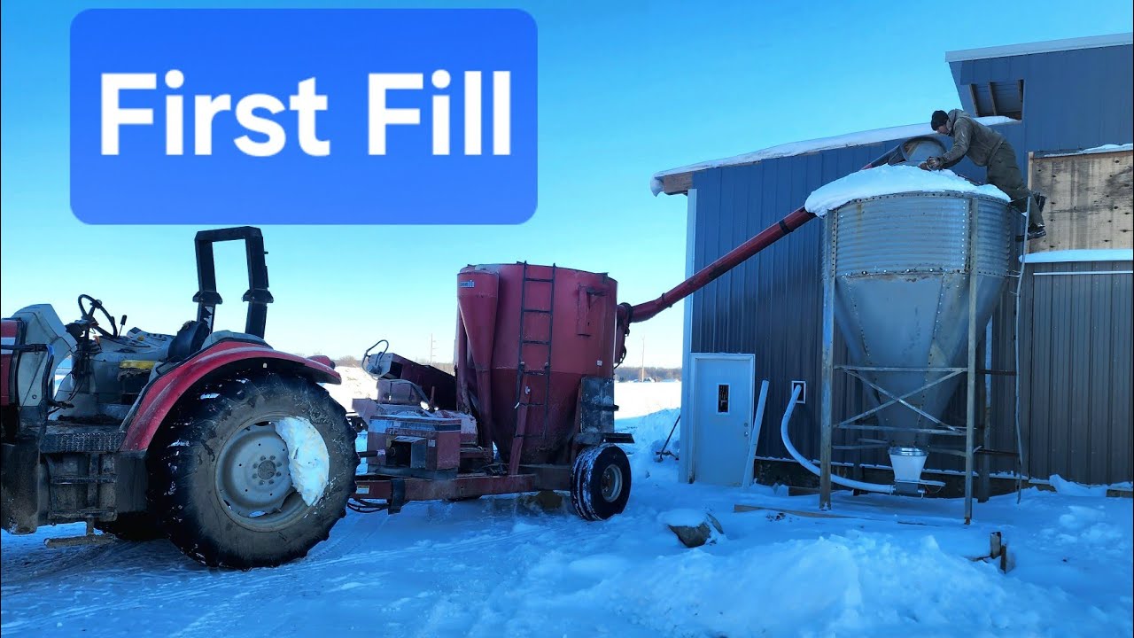 Filling Grain Bin For 1st Time. #farming #cow