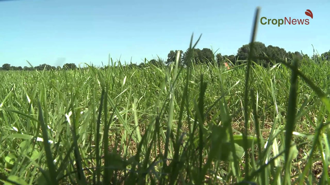 CropNews Aflevering 009 CropSeeds web