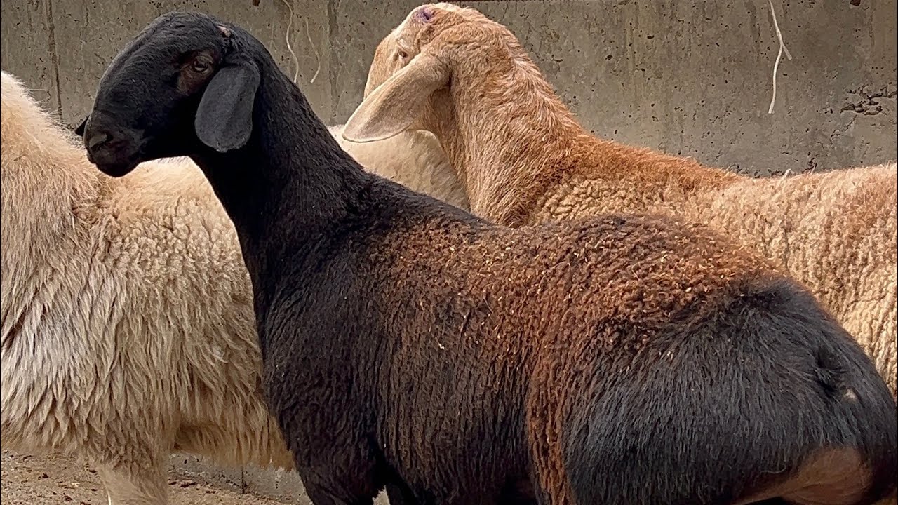 OZIMNI XISSORI ARASHAN QOCHQORLARIM QANDAY OZGARYABDI 