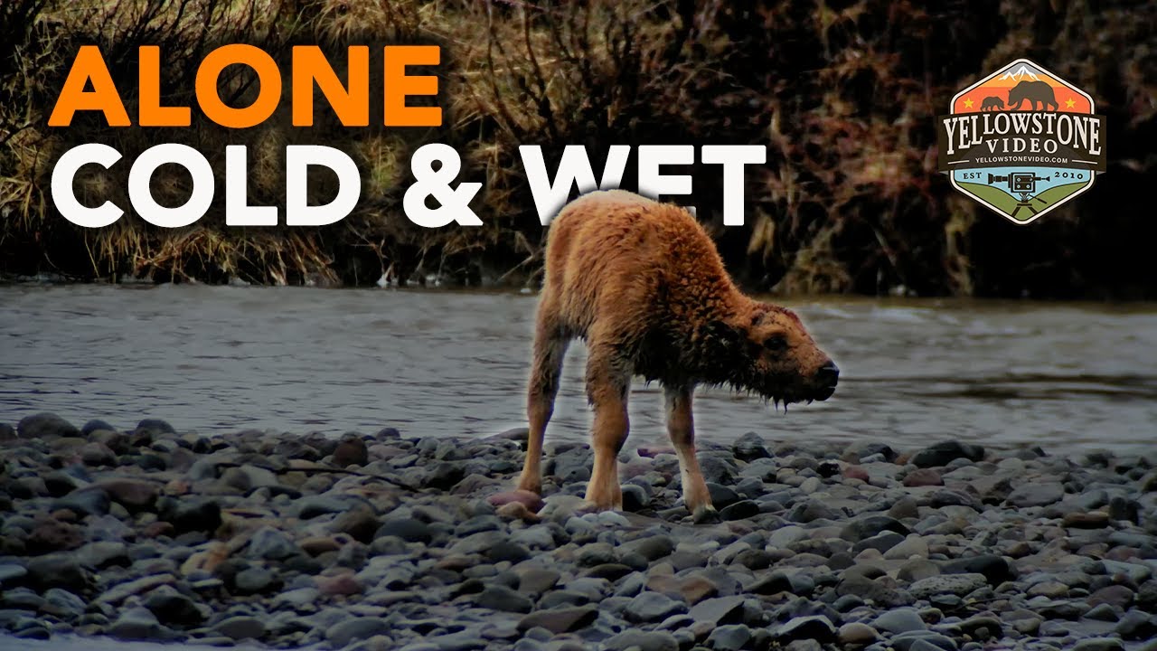 ALONE, COLD & WET  - abandoned and mom to the rescue again,  Yellowstone National Park