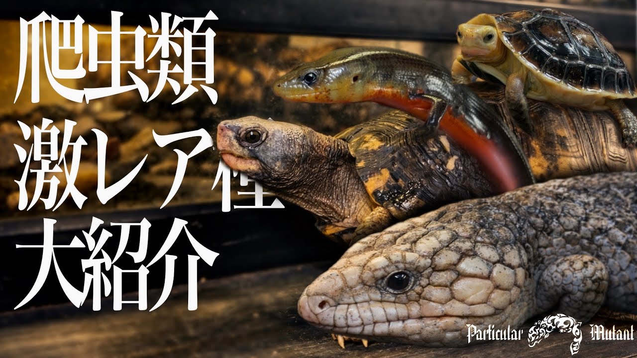 マニア必見！？とんでもないレア高額種が集まる爬虫類専門店にお邪魔してきました....