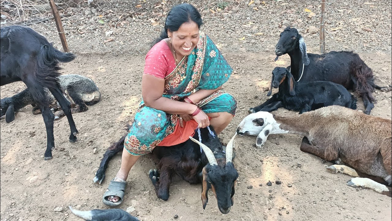 😍niche bhiti hue bakri 🐐and sheeps 🐑 sitting 😂 funny video!!!!!?@RGJ24