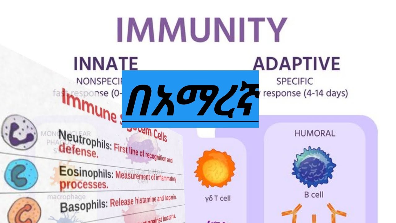 Types of immunity in amharic