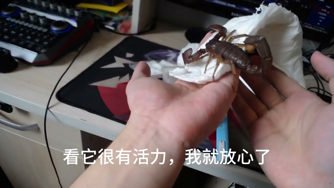 梦寐以求的新宠物：印度红爪雨林蝎