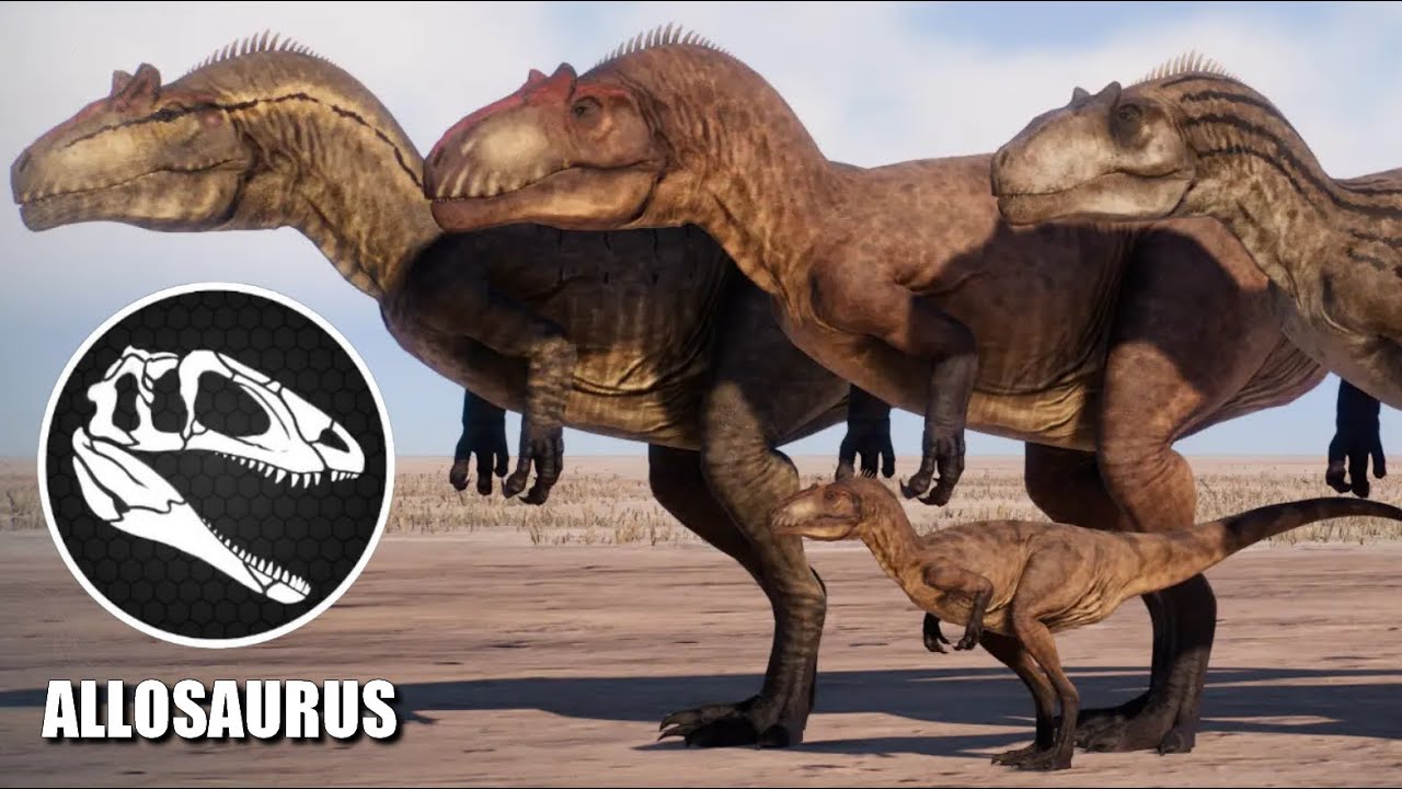 Allosaurus Species - A. Europaeus, A. Fragilis, A. Jimmadseni, Juvenile Allosaurus & Saurophaganax