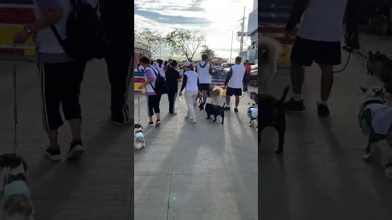 Cute dog excited for Dog Walk 2025! #vlog #doggielife #dogwalkingtraining #dogwalk #doglover #dog