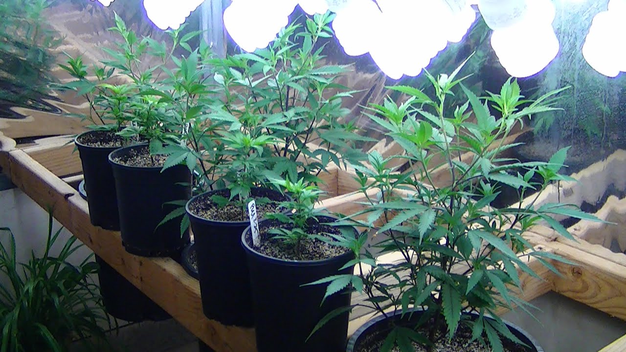 INDOOR ORGANIC CFL GROW SEASON 3 EPISODE 10:  SUPER-CROPPING THE CYNEX