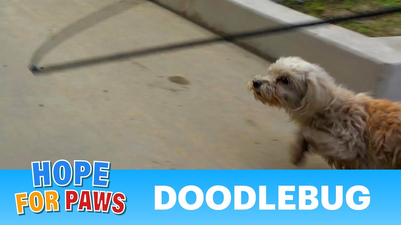 OMG, I can't believe this dog got away from me 😖😓🤦‍♂️ + WIN your own Lucky Leash 🌺 #terrier