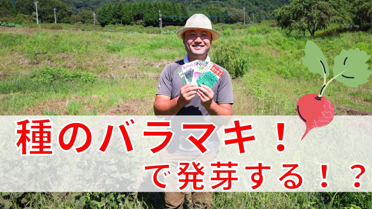【自然菜園】竹内さんの種のばらまき！と、その後の発芽の様子