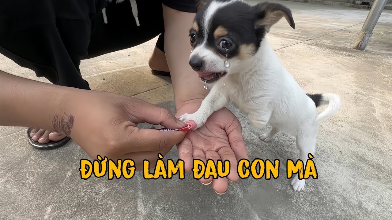Thăm Gặp Chú Chó 3 Chân Đáng Thương Và Ngáo Husky Của Toàn Ngơ | Cu Ninh Siloc